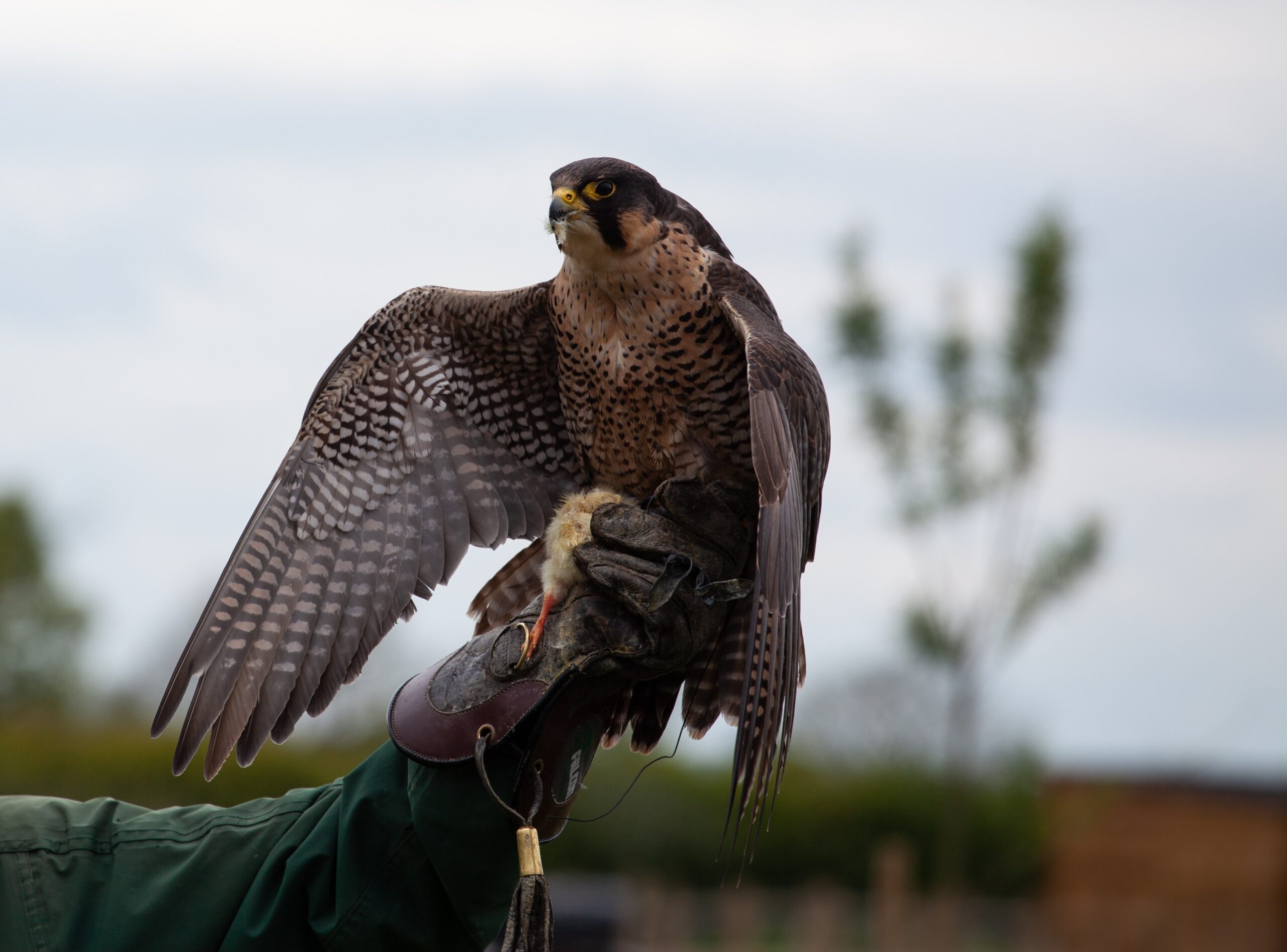 Flying Solutions for Bird Pest Worx - bird of prey on a gloved hand