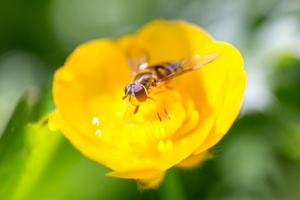 Dawsongroup's Environmental Commitment - close-up of a hoverfly on a buttercup