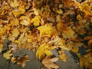 leaves on the pavement ready for autumn street sweeping